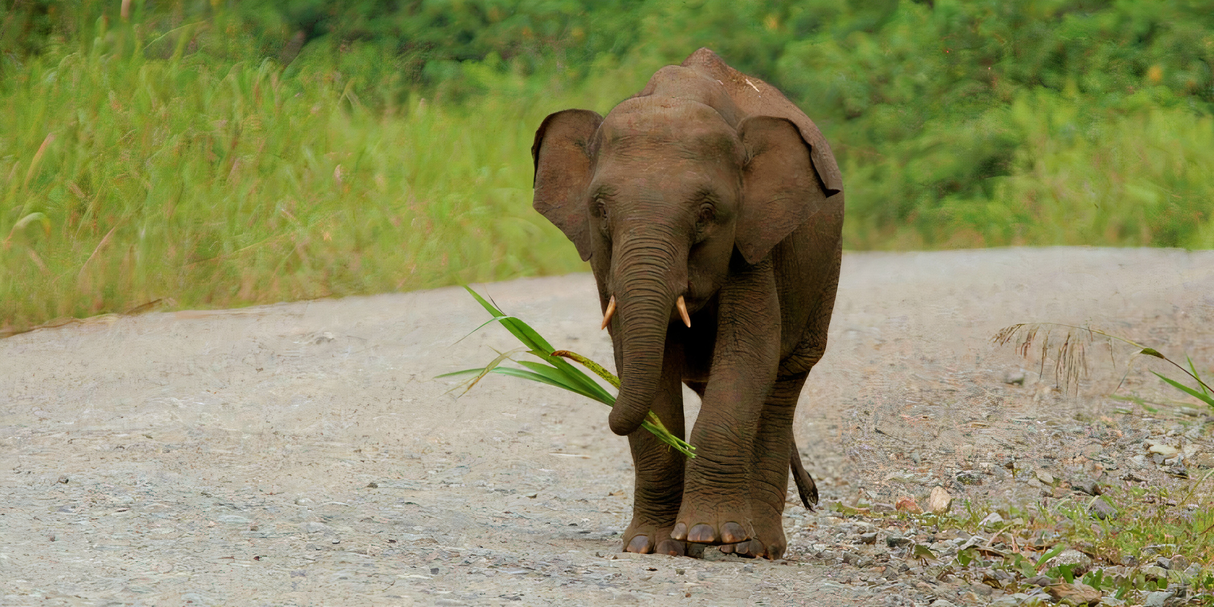 A baby pygmy elephant relishing the vegetation.